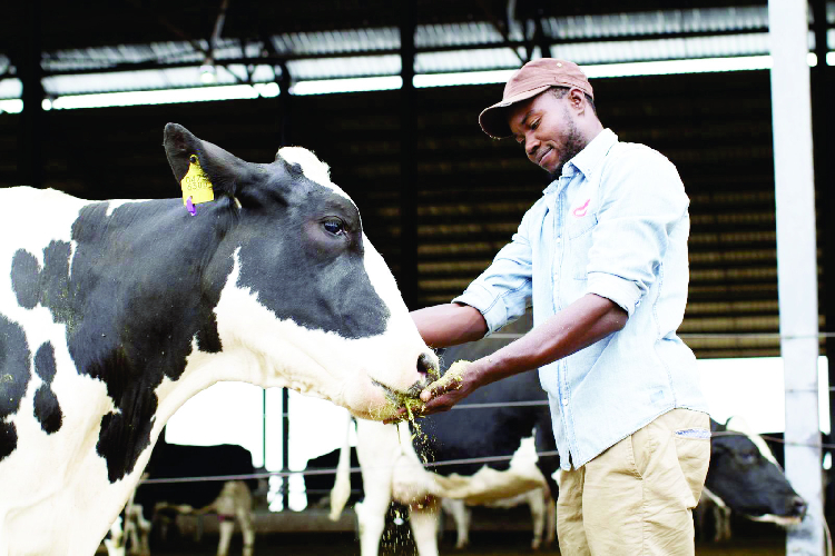 1 500 dairy industry jobs under threat The Namibian