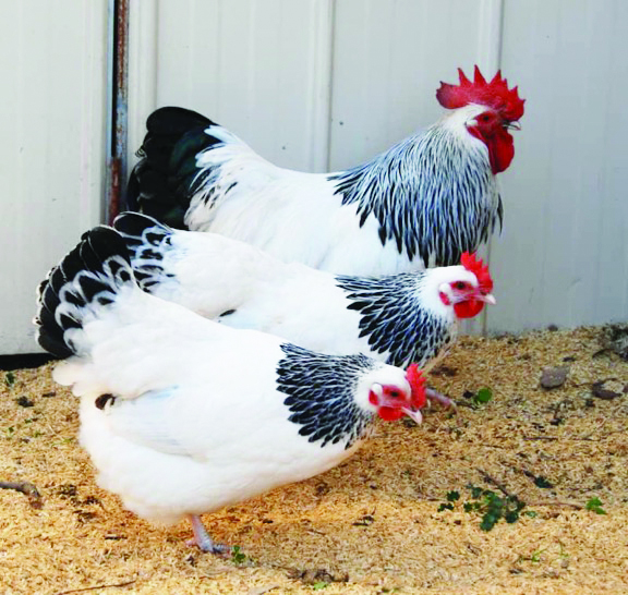 Show chickens justify the price The Namibian