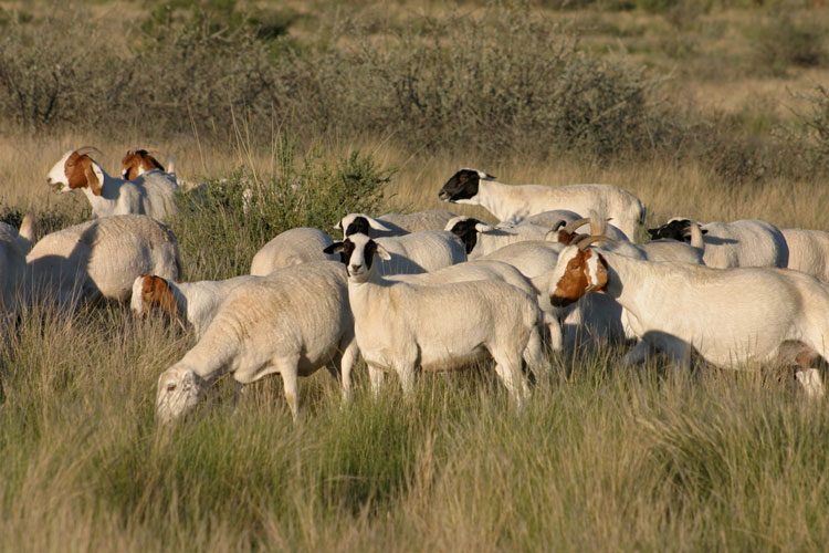 Know Your Livestock Profitable smallscale sheep farming The Namibian