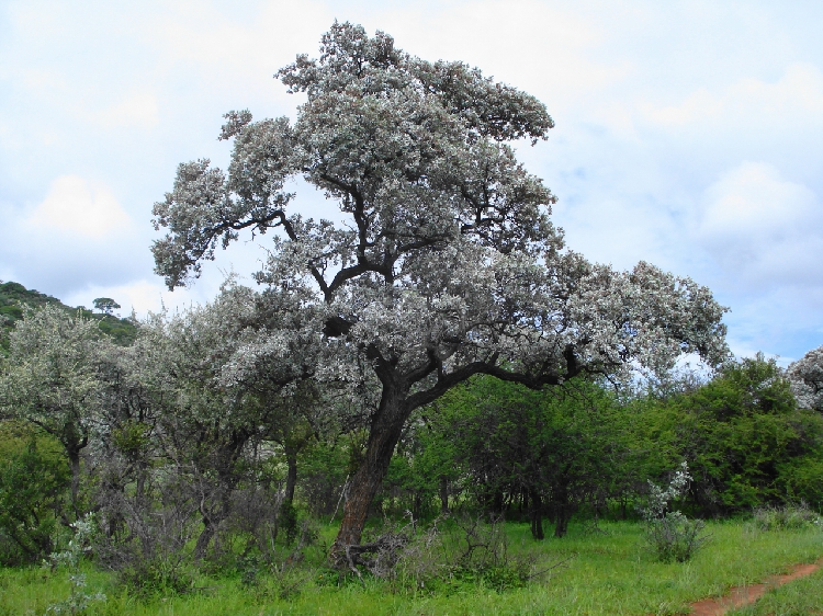 Meet the trees of Namibia How to find information about trees The Namibian