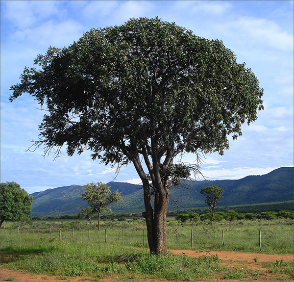 Meet the Trees … Livelong or Tree Grape (Lannea discolour) The Namibian