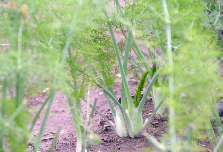 CROPS AND GARDENING 9 Tips for Growing Great Fennel The Namibian